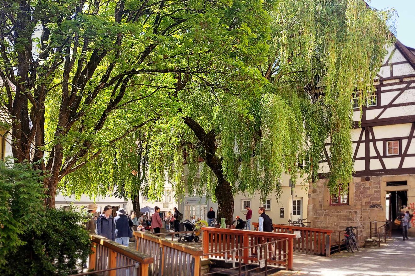 Bäume als prägendes Element eines Hofes in der Altstadt von Tübingen