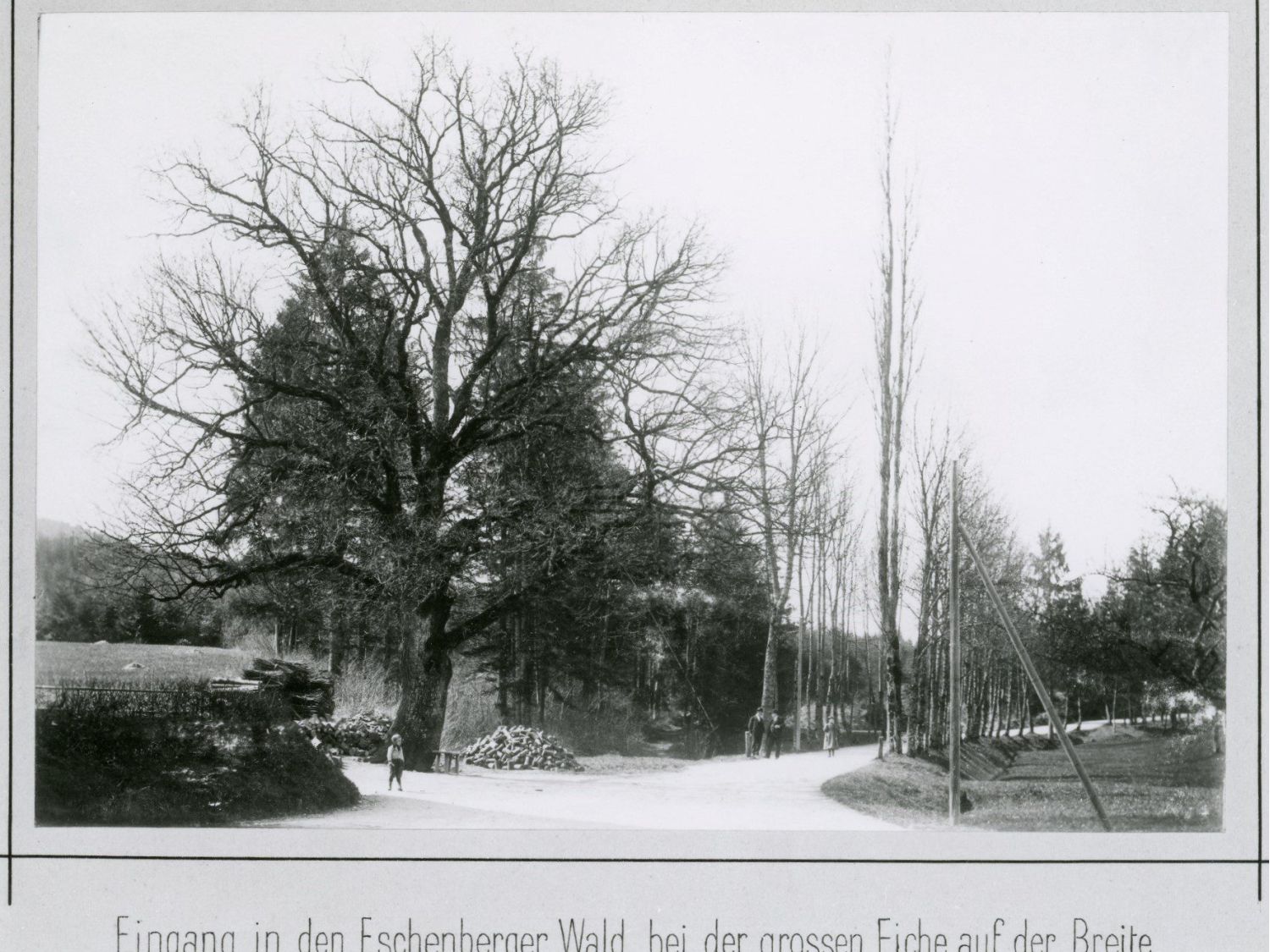 Eiche 1896