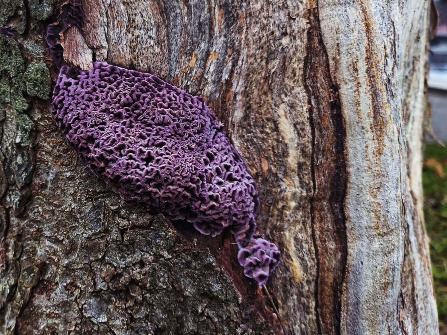 Violetter Knorpelschichtpilz an Rosskastanie