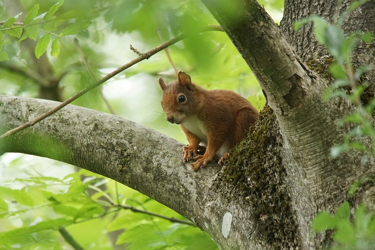 Eichhörnchen auf einem Baum