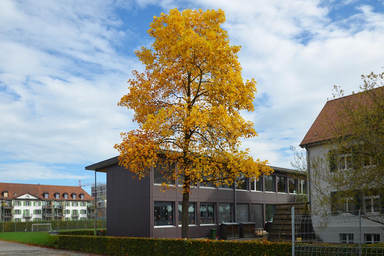 Bäume im Nachbarrecht