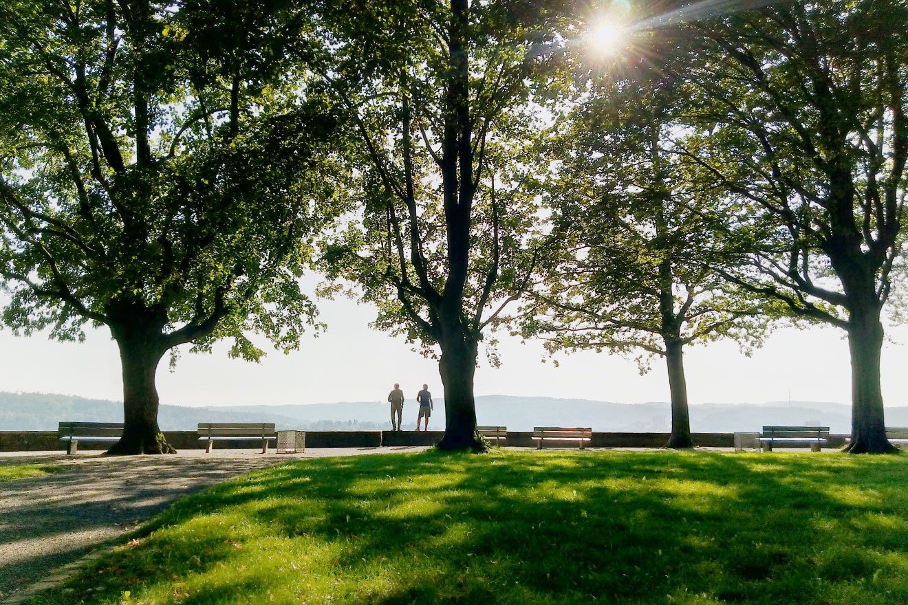 Baum als Ökosystem