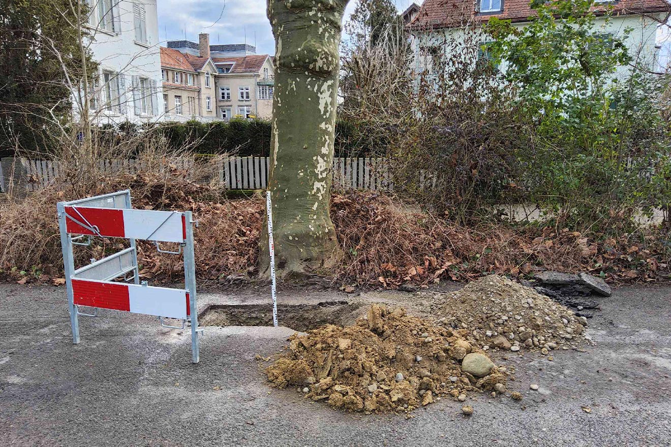 Wurzelsondierung an einer Platanenallee zur Festlegung der weiteren Vorgehensweise