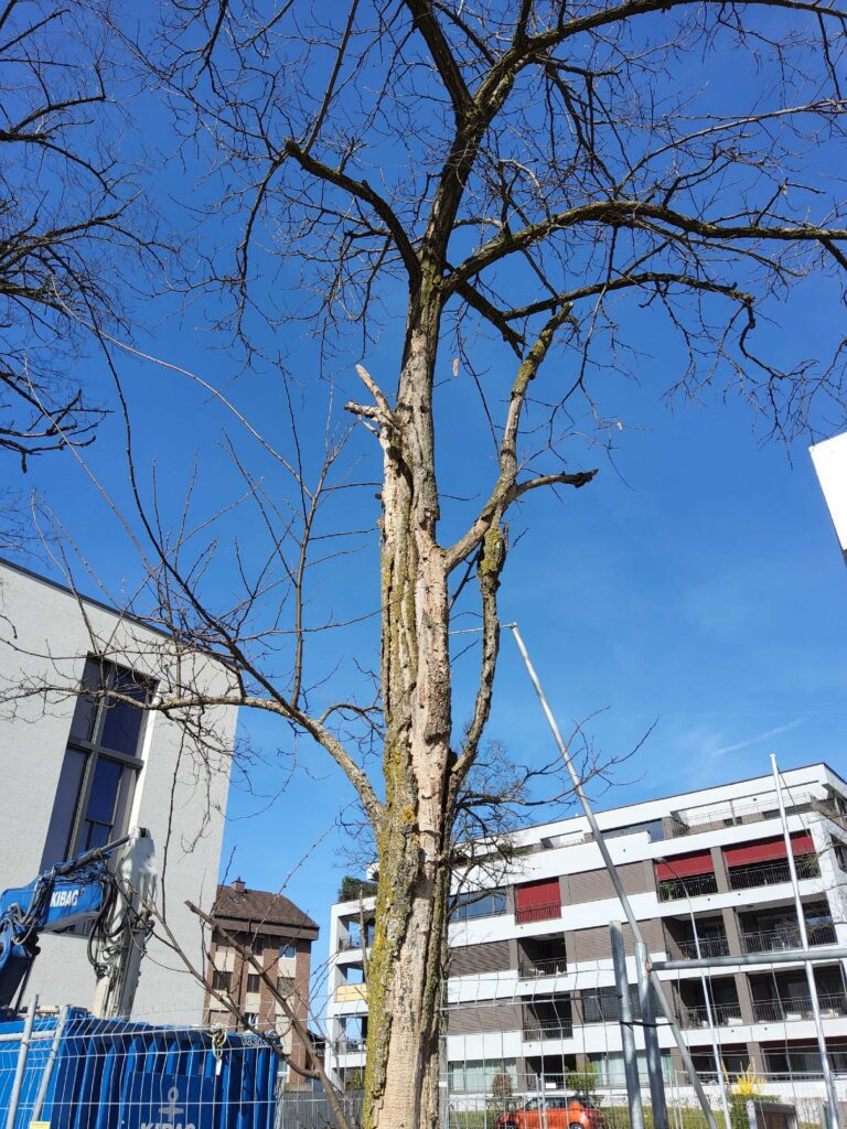 Sonnenbrand an Robinie