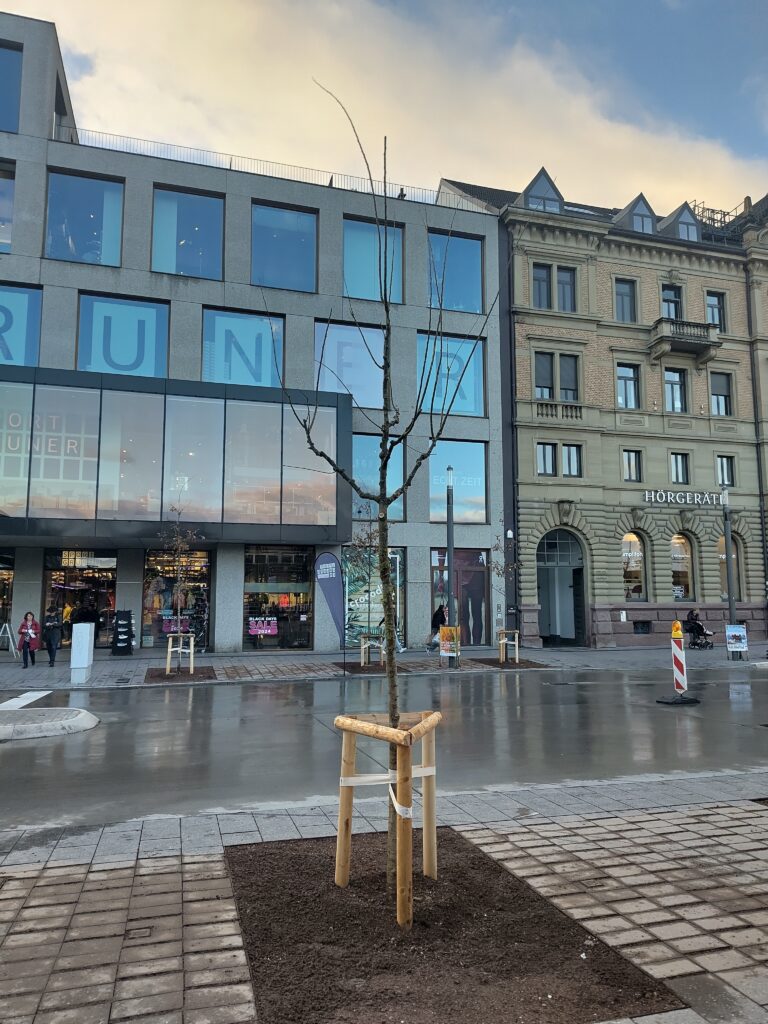 Baum mit tiefer Anbindung