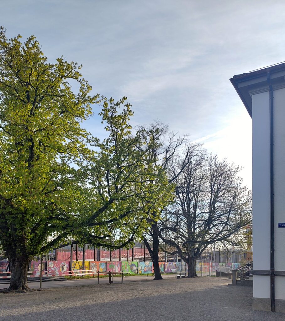 Rosskastanien beim Austrieb