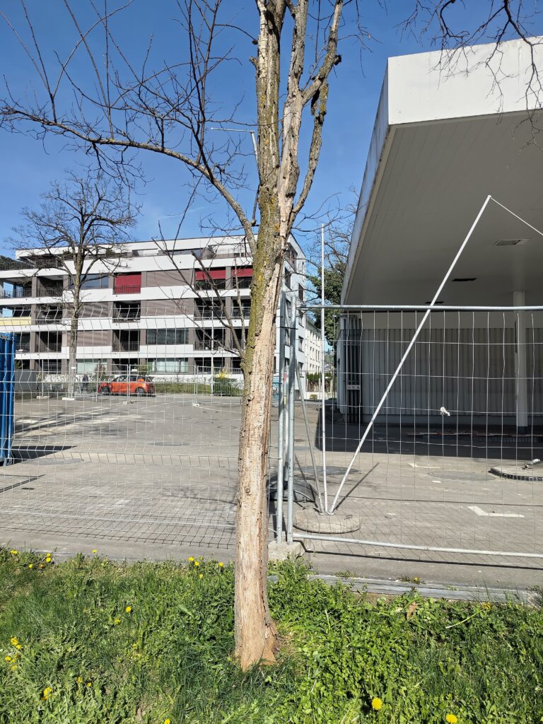 Sonnenbrand an Robinie