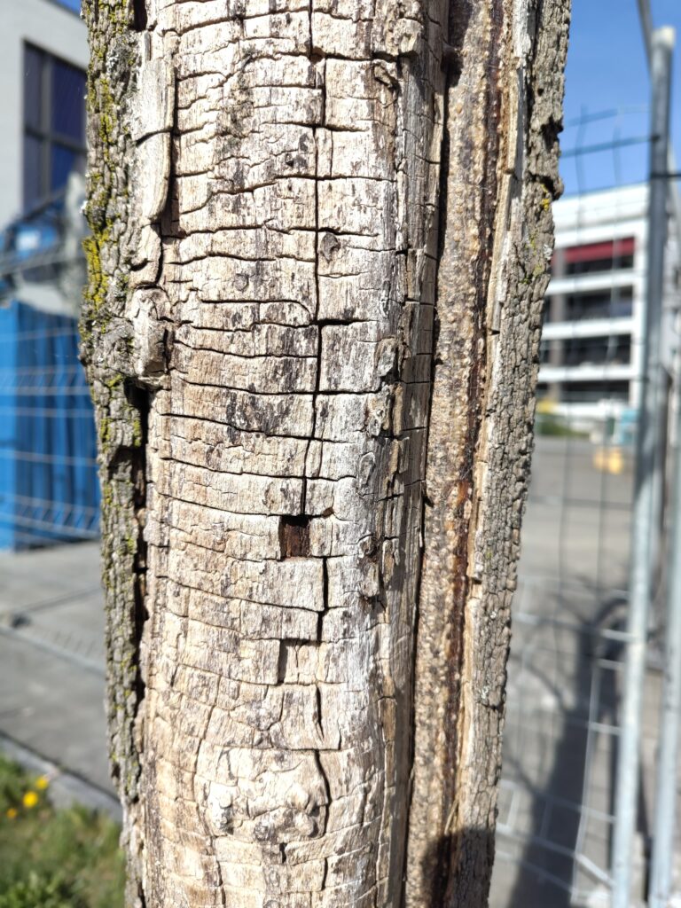 Sonnenbrand und Fäule