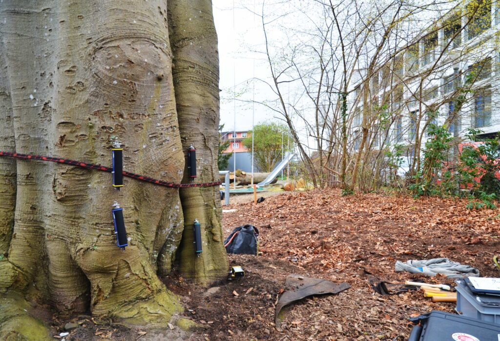 Zugversuch an Blut-Buche mit Wurzelabgrabung