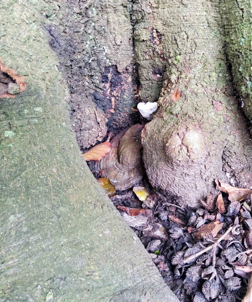 Lackporling und Brandkruste