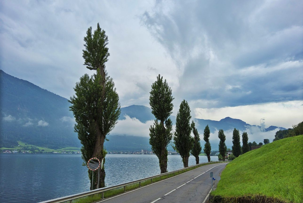 Baumkontrolle an einer Säulen-Pappelallee am Vierwaldstättersee