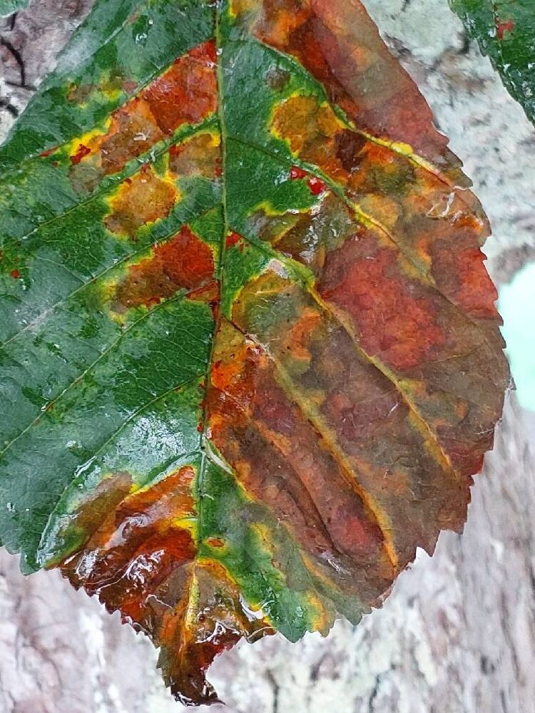 rosskastanienminiermotte