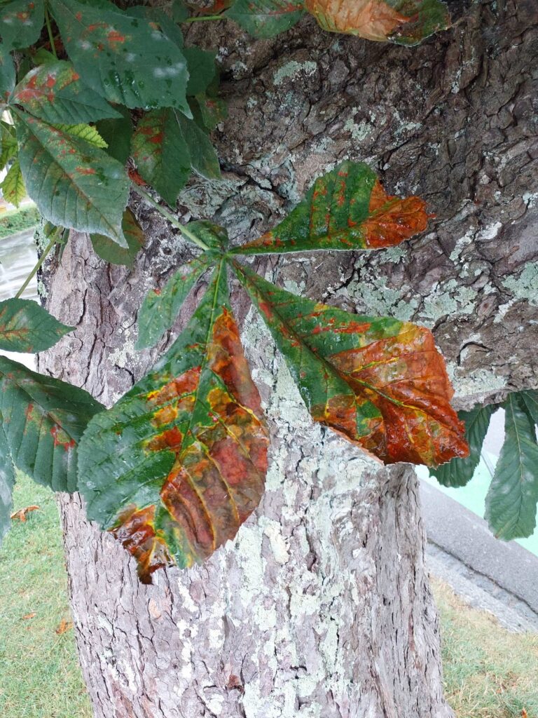 rosskastanienminiermotte