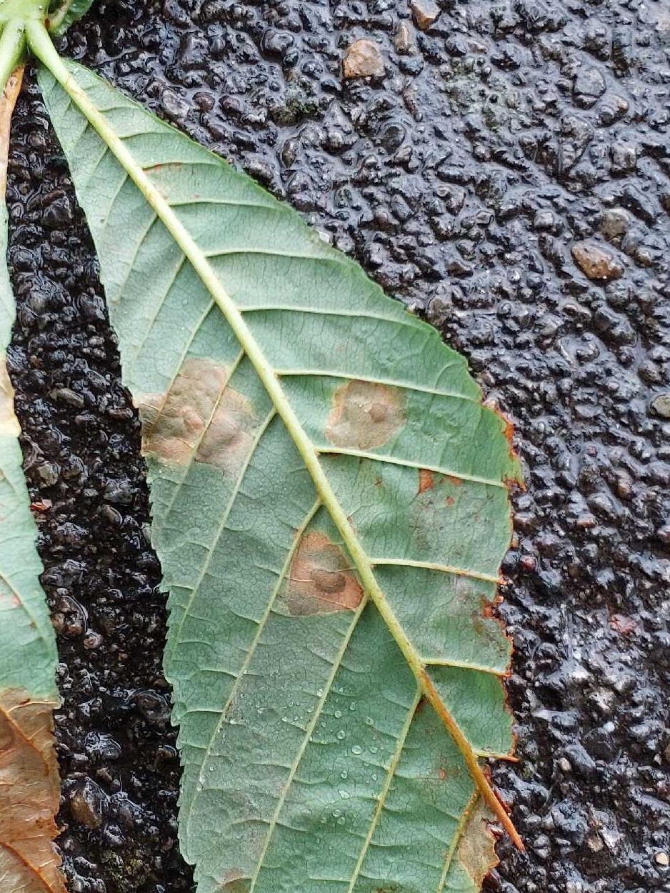 rosskastanienminiermotte