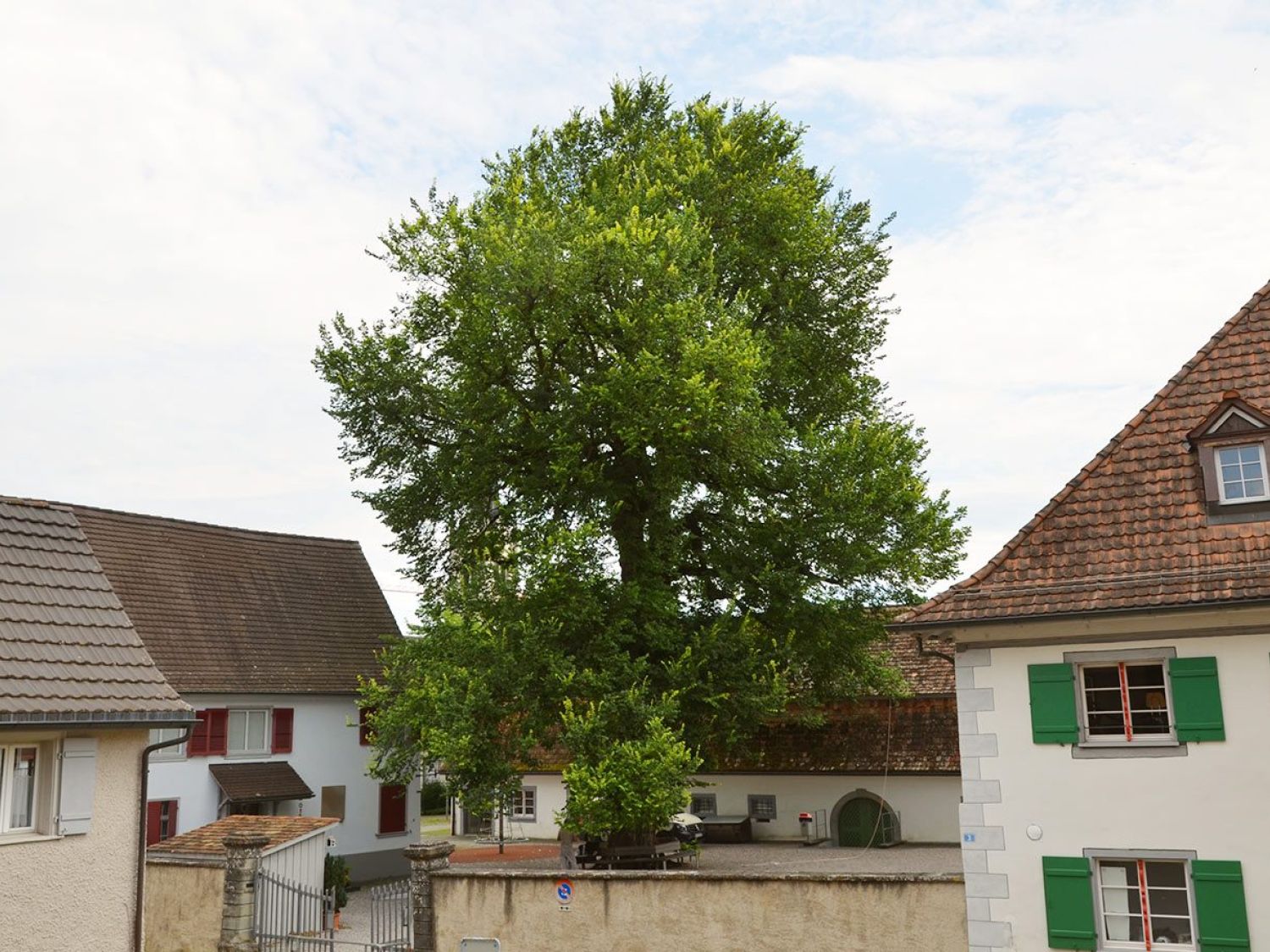 Zugversuch an einer Ulme