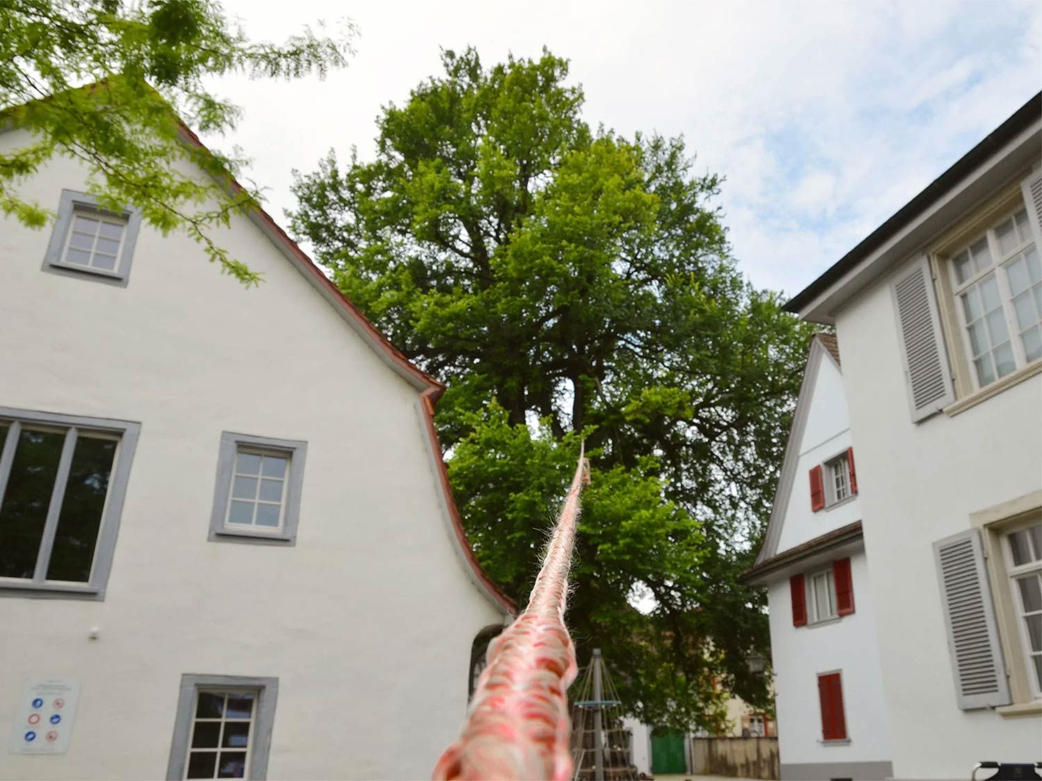 Zugversuch an einer Ulme
