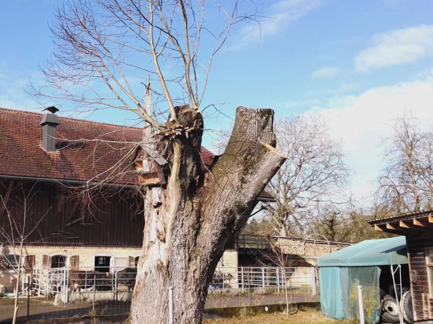 Totholz als wichtiger Lebensraum