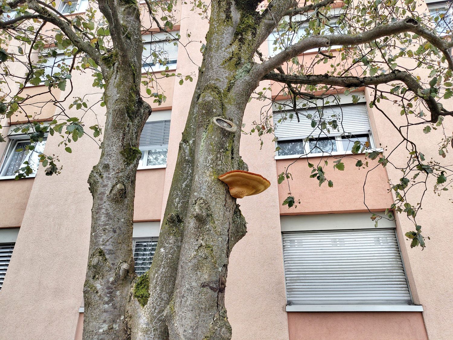 Schillerporling